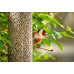 Peckish All Weather sunflower heart feeder