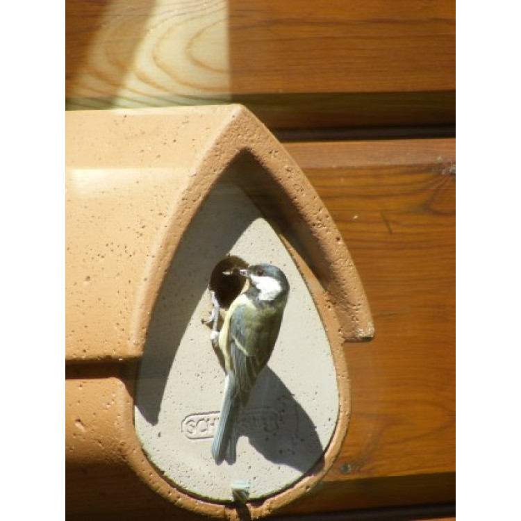 Avianex nest box