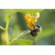 Bees
