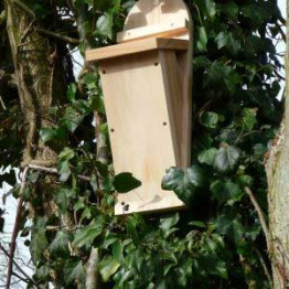 Tree Creeper nest box