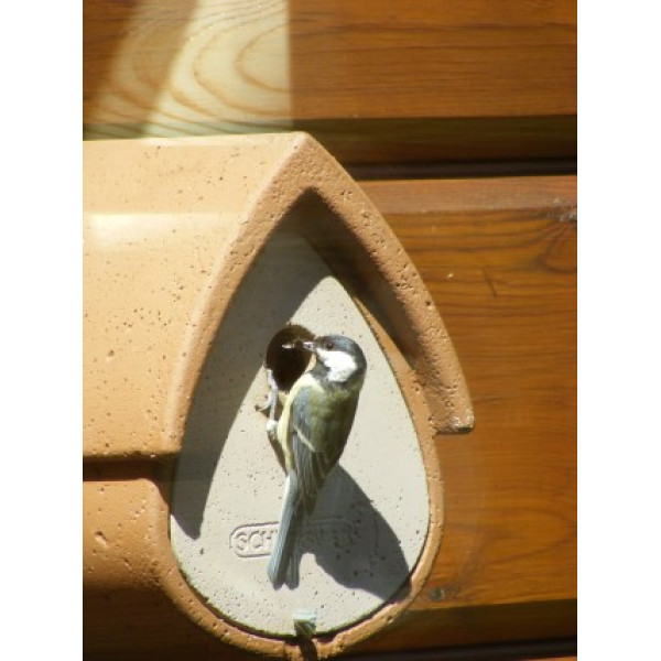 Avianex nest box Wild Bird Nest Boxes British Bird Food - UK wild bird food suppliers, bird seed and garden wildlife