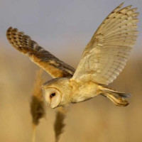Barn Owl - Barn Owl in flight