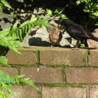 First time out of the nest - Blackbird and Thrush food is ideal for your garden songbirds