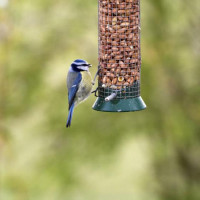 Blue Tit - Premium Bird Food - A Blue Tit enjoying a peanut feast