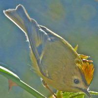 Goldcrest by Dave Capps - Goldcrest like British Bird Food such as Robin and Tit mix