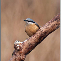 Nutty Square - Peanuts - Nuthatch, from Preston, he was very obliging kept coming back and forth for about an hour. (Sent in by Jamie Hyde.)