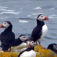 Puffins on lookout duty by Jim Hand - Puffins on lookout duty by Jim Hand