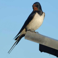 Swallow - A Swallow taking a rest