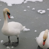 Swans by Tiffany Baxter - Swans by Tiffany Baxter