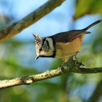 By Robert Hamilton - Garden Birds eat Wild Bird Food