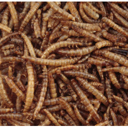 Mealworms for birds